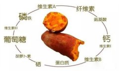 紅薯的營養(yǎng)特點(diǎn) 紅薯的輔助功能知多少？
