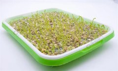 培育豌豆芽苗菜的水為什么會(huì)變綠？