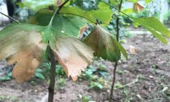 銀杏葉斑病的發(fā)病癥狀、發(fā)病規(guī)律與防治方法