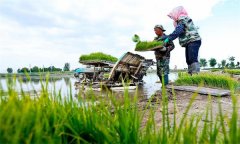 機(jī)插秧起秧、運(yùn)秧、添秧的要求 怎樣防止漂秧？