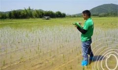 水稻出苗后怎樣管水 如何使用壯秧劑、多效唑等