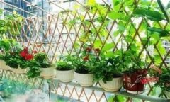 如何種植陽臺(tái)蔬菜？陽臺(tái)種菜的感悟和心得