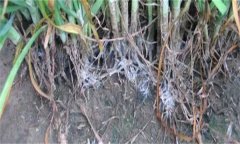 怎樣防治韭菜白絹病？