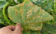 黃瓜細(xì)菌性角斑病的癥狀、發(fā)生規(guī)律與防治方法