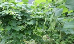 蕓豆的需肥特點 蕓豆施肥需要注意哪些問題？