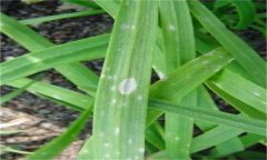 韭菜灰霉病的表現(xiàn)癥狀、發(fā)病規(guī)律與防治方法