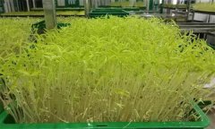 花椒芽苗菜如何進(jìn)行工廠化生產(chǎn)？