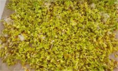 白菜芽苗菜如何進(jìn)行立體無(wú)土栽培？