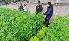 深冬期套種番茄應(yīng)注意什么問題？