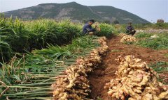 種植生姜怎樣進(jìn)行科學(xué)施肥？