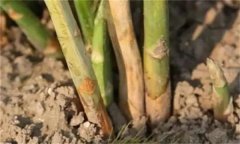 蘆筍莖枯病是什么病菌，其流行規(guī)律是什么？
