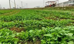 油菜日光溫室早春、秋延遲栽培技術(shù)要點(diǎn)有哪些