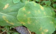 怎樣防治油菜霜霉病，有哪些癥狀表現(xiàn)？