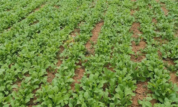 油菜密播育苗、分批移栽好不好