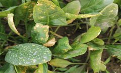 菠菜霜霉病的癥狀表現(xiàn)、傳播途徑和防治方法