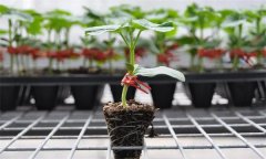 苦瓜嫁接有什么好處 苦瓜嫁接后如何管理？