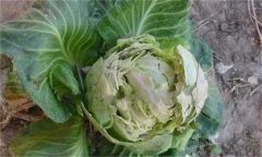 甘藍裂球是怎么回事？是什么原因引起的？
