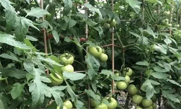 番茄膨果期合理疏枝、打葉