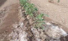 為什么番茄只長根、不開果？