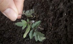 茄子僵果、裂口、落花落果的原因及解決辦法