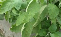 茄子缺氮、磷、鉀癥的癥狀是什么，如何矯正?