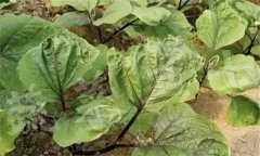 茄子缺素癥狀診斷及防治、矯正方法
