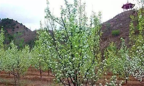 提高梨樹(shù)成活率