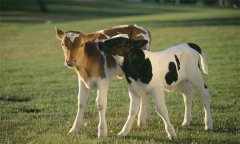 如何選擇理想的肉牛 犢牛如何飼養(yǎng)管理？