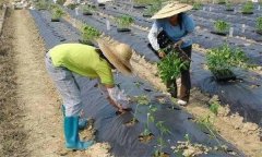 辣椒施用沖施肥有什么優(yōu)點 需要注意哪些問題？