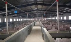 豬場如何應用“全進全出”飼養(yǎng)技術？