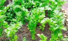 如何秋延遲生產(chǎn)香芹？