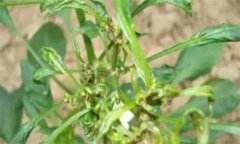 如何防治辣椒三落：落葉、落花、落果