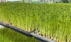 木本芽苗菜天綠香如何生產(chǎn)？