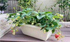 盆栽草莓怎么種？