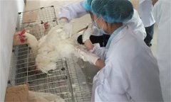 雞人工授精技術(shù)的優(yōu)越性有哪些？