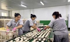 孵化用的種蛋為何要進行預溫？