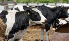 如何飼喂泌乳中期奶牛？