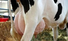 如何飼養(yǎng)泌乳初期奶牛？