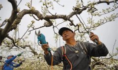 梨樹(shù)在初果期如何修剪？