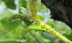 如何防治蘋(píng)果綿蚜？